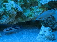 Tanganyikan Cichlids free to a good tank