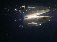 Asian Arowana for sale - Essex