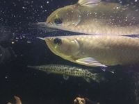 Asian Arowana for sale - Essex