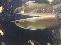 Asian Arowana for sale - Essex