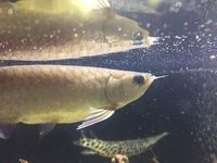 Asian Arowana for sale - Essex