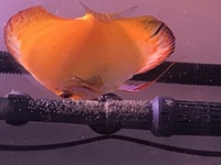 Pair of breeding discus