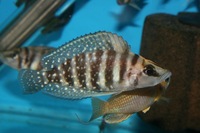 F1 Altolamprologus Calvus black