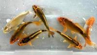 Mixed Koi Carp | 5-6 inches | £14.95 each of 2 for £25.00