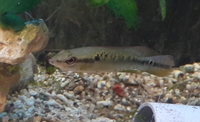 3 x 3-4 inch Pike Cichlid (Crenicichla sveni), 1 x 4 inch Synodontis catfish, 2 x Angelfish-Leeds