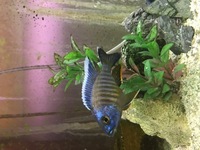 Malawi Cichlids For Sale