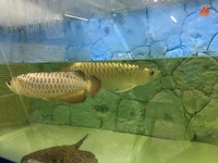 Pair of Adult Crossback Arowana