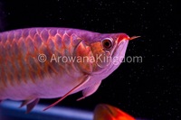 AAA Grade Super Red Arowana