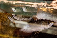 AAA Grade Super Red Arowana