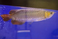 AAA Grade Super Red Arowana