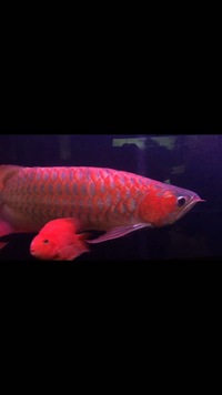 AAA Grade Super Red Arowana