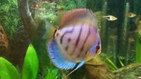 Blue Diamond Discus - FREE to good home