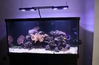 Red Sea MAX S500 Marine Quarium