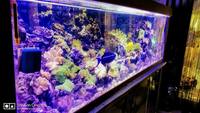 Live rock, Marine fish, in matured 1000L aquarium with all inclusive for sale .