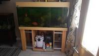 Full set up fish tank with fish