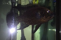 Black diamond cichlid