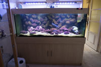 Complete 600 litre Malawi set up for sale