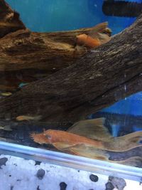 Super red long fin sub adults for sale