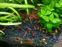 Red Cherry Shrimps