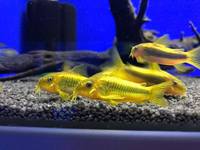 Corydoras Gold Laser CW010 in stock @ The Aquatic Store Bristol 01.10.17