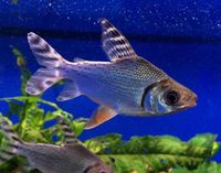 Semaprochilodus Insignis - Flagtail Prochilodus in stock @ The Aquatic Store Bristol