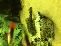 Bristlenose plecs