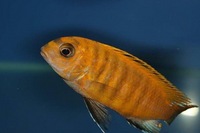 K&C RIFT VALLEY CICHLIDS NORTHWEST  NEW SHIPMENT 