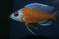 K&C RIFT VALLEY CICHLIDS NORTHWEST  NEW SHIPMENT 