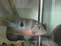 Wallaceochromis rubrolineata pair & thorichthys ellioti