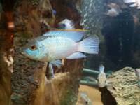 Electric blue acaras