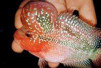 Flowerhorn SRD