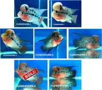 Grade A Flowerhorns 5 inch for sale all priced £125.00 each