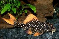 WANTED L014 Sunshine Pleco, Goldie Pleco, (Scobinancistrus aureatus)