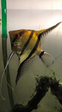 Guyana Red Back Angelfish - Free