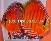 JUST DISCUS BUY 5 GET 1 FREE from ONLY £32 @3-3.5” and thousands of top quality Discus to choose from and the biggest selection in the U.K. Cheapest prices guaranteed.