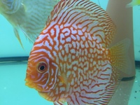 Warwickshire Discus Sales Ltd