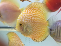 Warwickshire Discus Sales Ltd