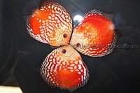 Warwickshire Discus Sales Ltd