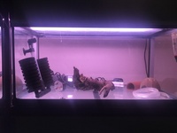 John Allan aquarium racking breeding set up