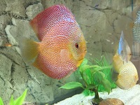 Warwickshire Discus Sales Ltd