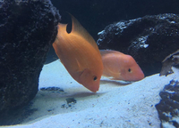 Breeding pair Midas / Red Devil