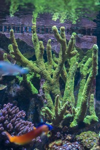 LARGE CORALS, FISH AND LIVE ROCK FOR SALE- TANK SHUT DOWN