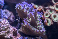 LARGE CORALS, FISH AND LIVE ROCK FOR SALE- TANK SHUT DOWN