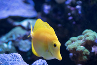 LARGE CORALS, FISH AND LIVE ROCK FOR SALE- TANK SHUT DOWN