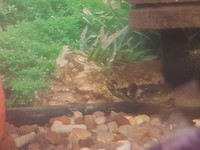 dwarf Snakehead for sale, sheffield s8 7gd