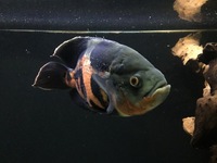 Oscar Cichlid Approx 13” - £30