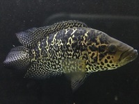 SOLD - Jaguar Cichlid Male approx 11” - £30 - SOLD