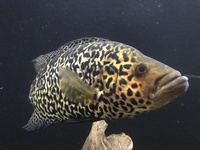 SOLD - Jaguar Cichlid Male approx 11” - £30 - SOLD