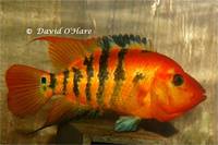 F1 Sexed pair of Mesoheros festae aka True Red Terrors for sale