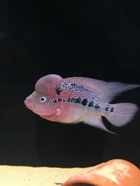 Breeding pair of flowerhorn